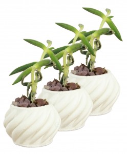 Mini Çiçek Saksı Küçük Sukulent Beyaz Kaktüs Saksısı 3'lü Set Kalın Çizgili Spiral Model